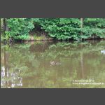 Enten a Loeschweiher A-Waechter-Str (1)